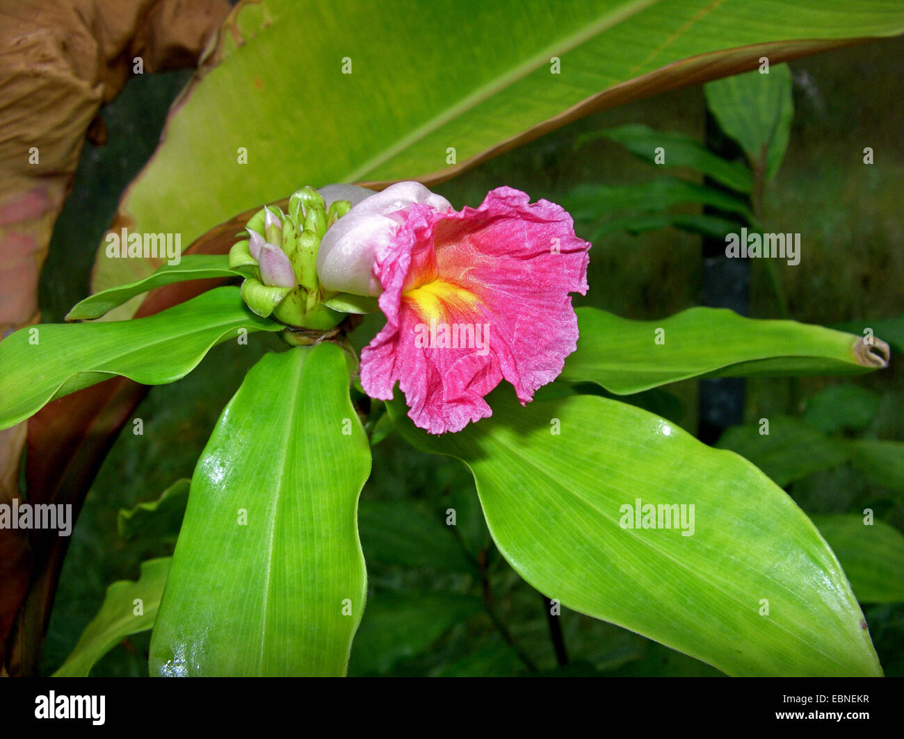 Spiral ginger (Costus fissiligulatus), flower Stock Photo