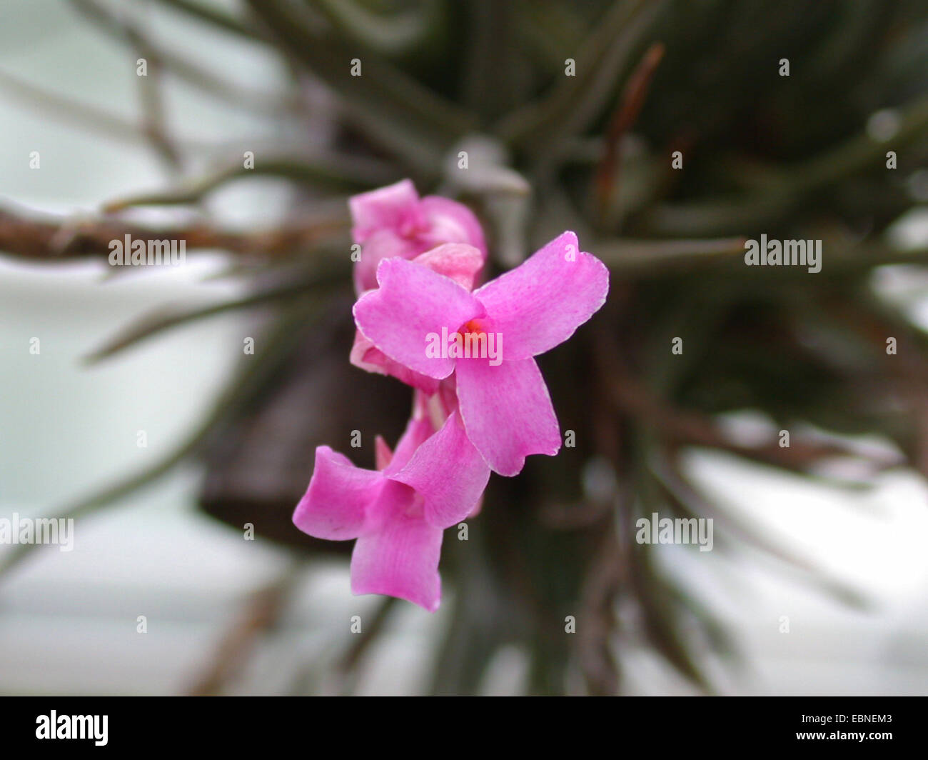 Blooming tillandsia hi-res stock photography and images - Alamy