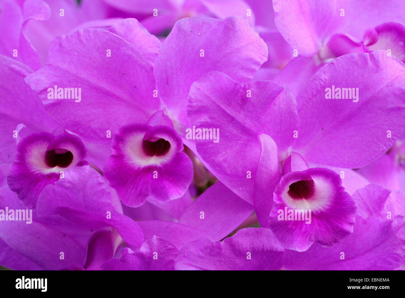 Cattleya (Cattleya skinneri), flowers Stock Photo