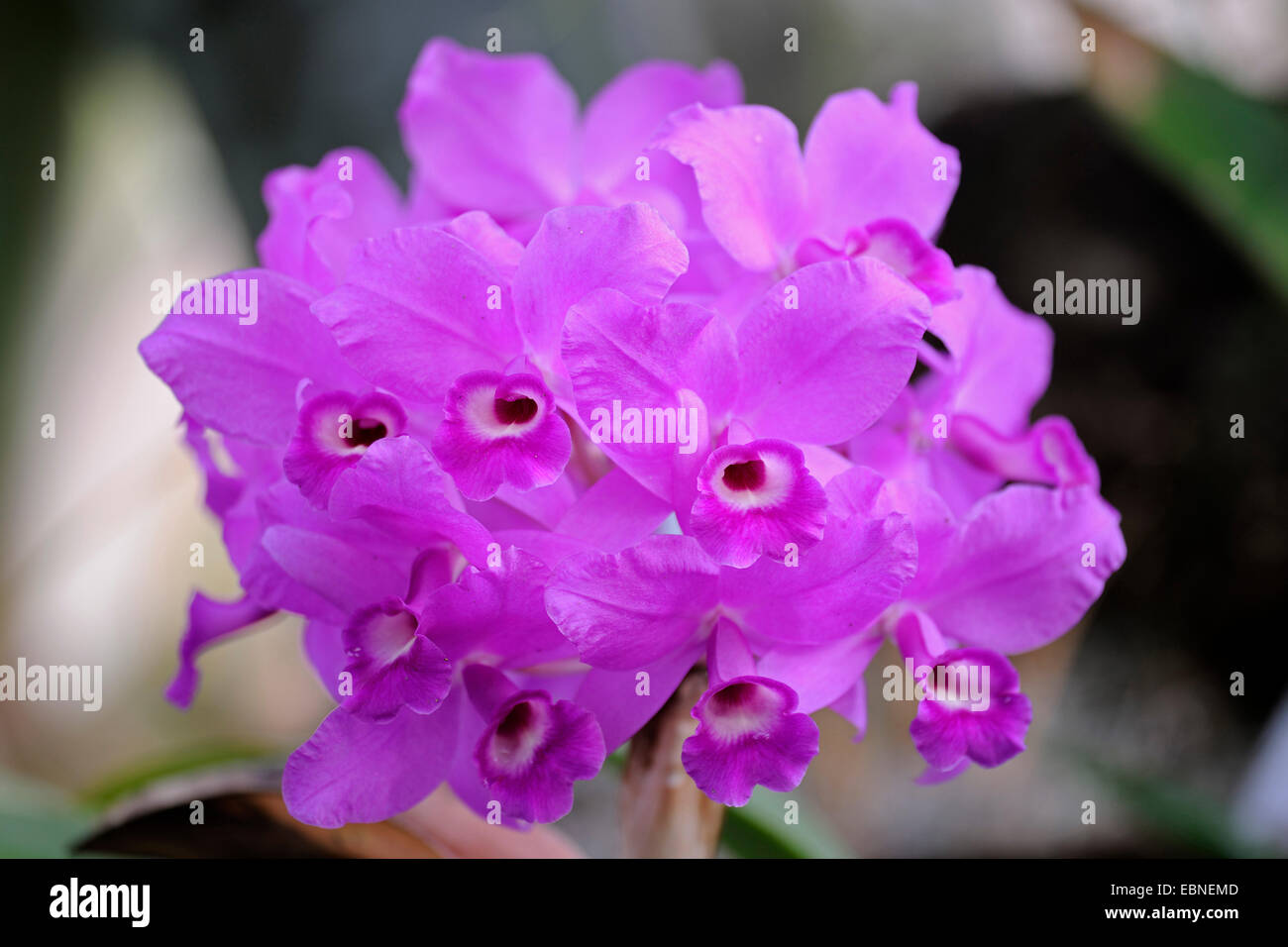Cattleya (Cattleya skinneri), flowers Stock Photo