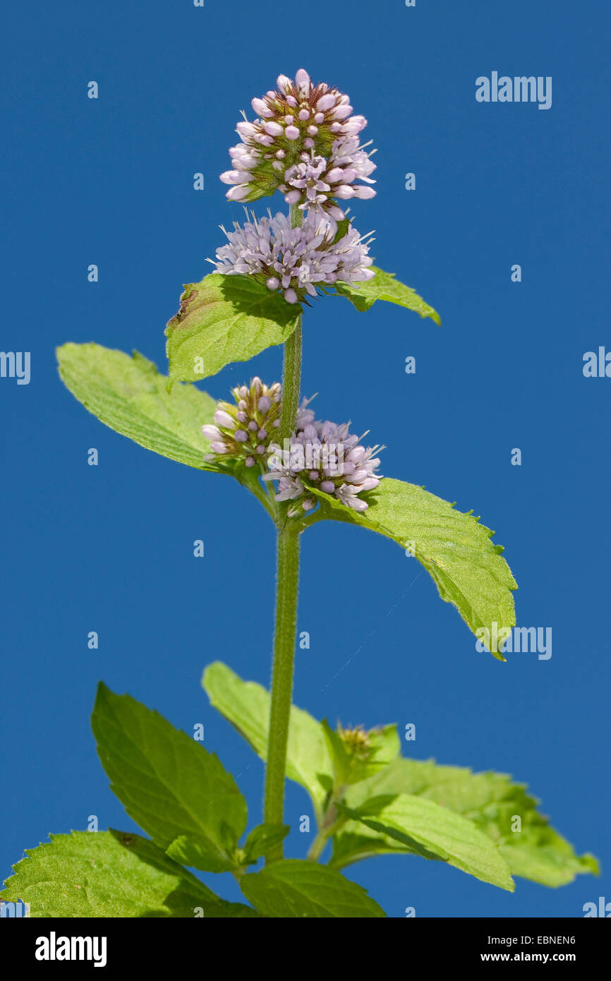 wild water mint (Mentha aquatica), blooming, Germany Stock Photo