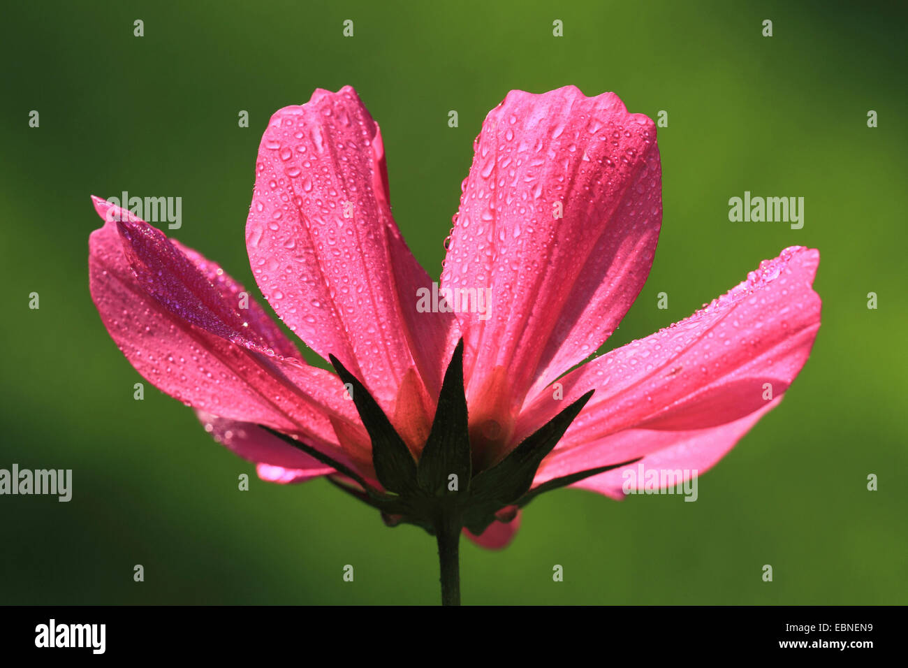 Up close photo of pink cosmos hi-res stock photography and images - Alamy