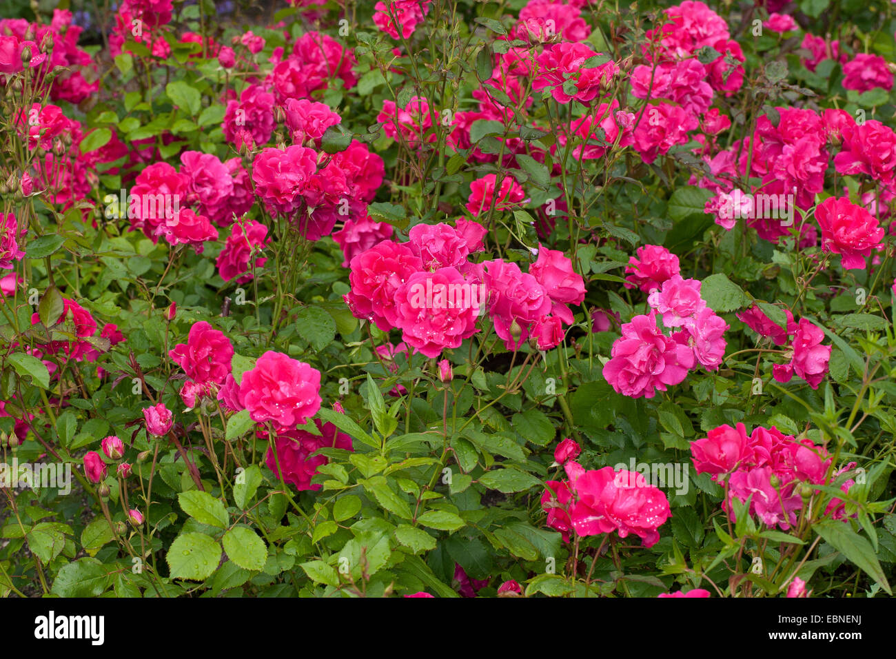 ornamental rose (Rosa 'Astrid Spaeth', Rosa Astrid Spaeth), cultivar Astrid Spaeth Stock Photo