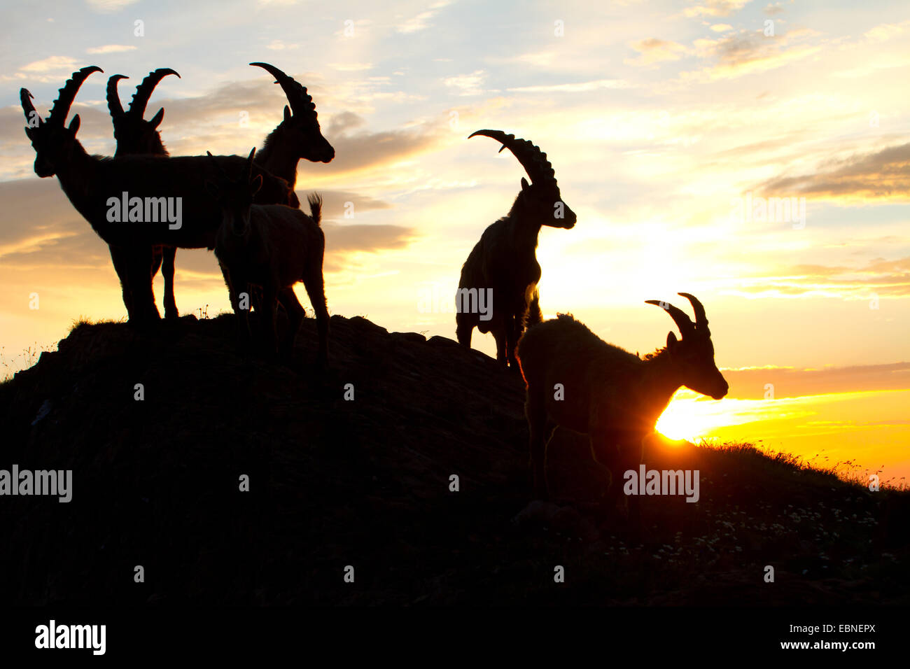 Alpine ibex (Capra ibex, Capra ibex ibex), silhouette of a group against sunrise, Switzerland, Alpstein Stock Photo