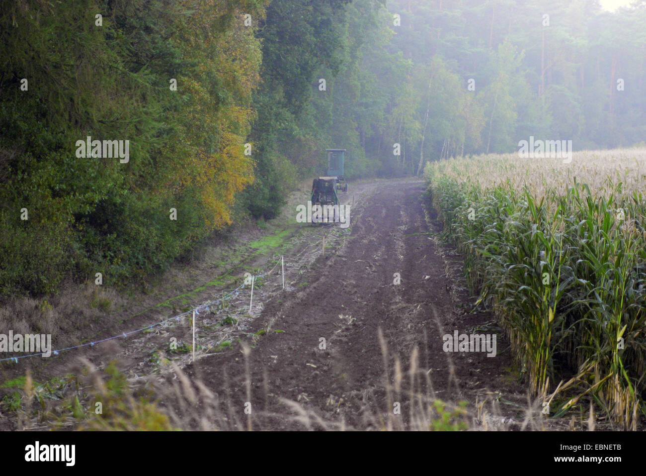 Indian corn, maize (Zea mays), raised high in swath between forest and maize field, Germany, Lower Saxony Stock Photo