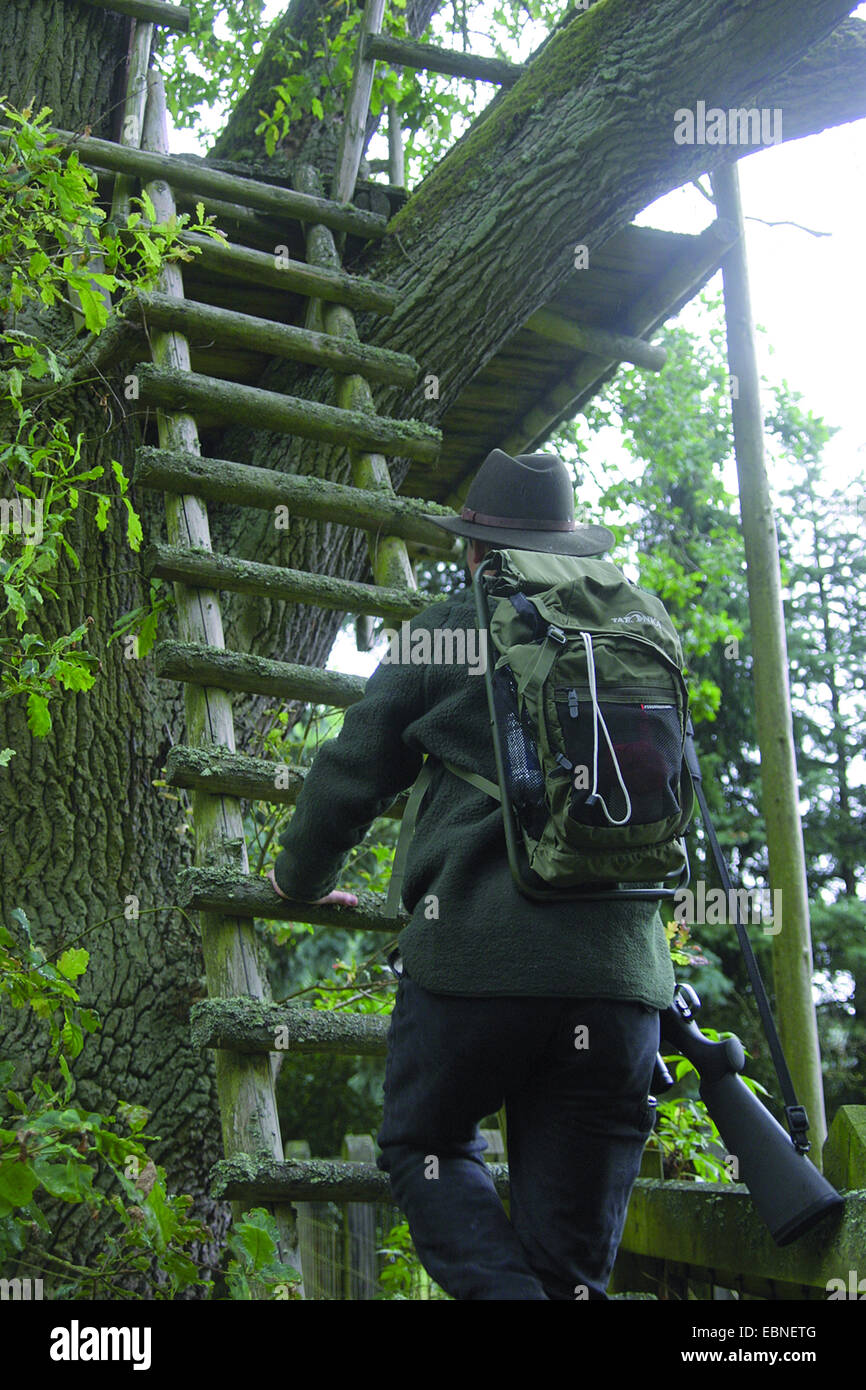 huntsman climbing to raised hide, Germany, Lower Saxony Stock Photo Alamy