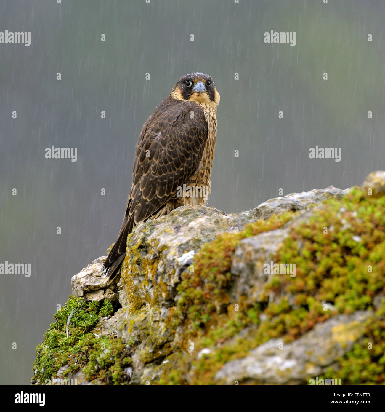 peregrine falcon (Falco peregrinus), sitting on a rocky knoll young bird at drenching rain, Germany, Baden-Wuerttemberg Stock Photo