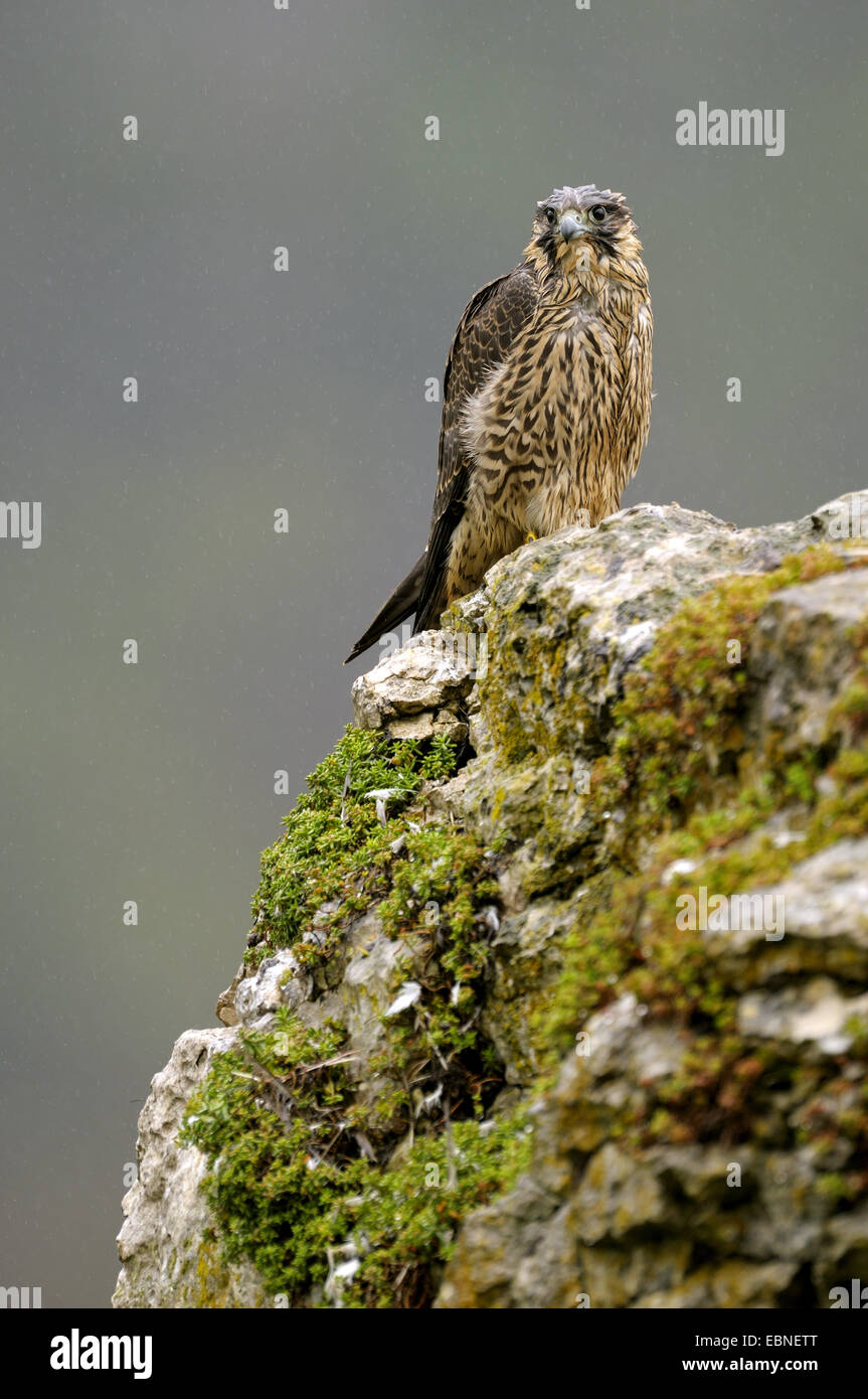 peregrine falcon (Falco peregrinus), sitting on a rock, wet young bird after drenching rain, Germany, Baden-Wuerttemberg Stock Photo