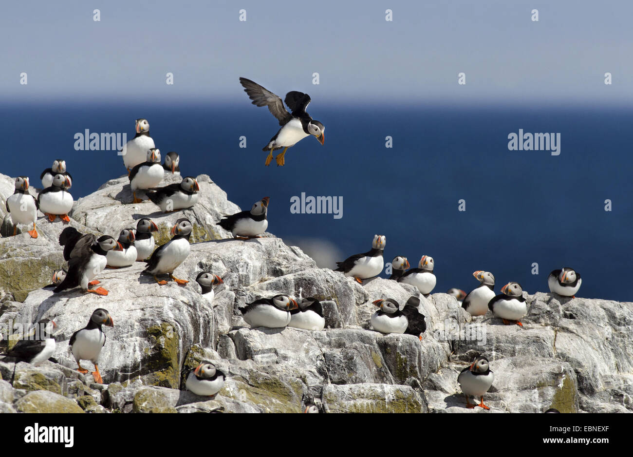 Atlantic puffin, Common puffin (Fratercula arctica), landing in a colony on a cliff, United Kingdom, England, Northumberland, Farne Islands Stock Photo