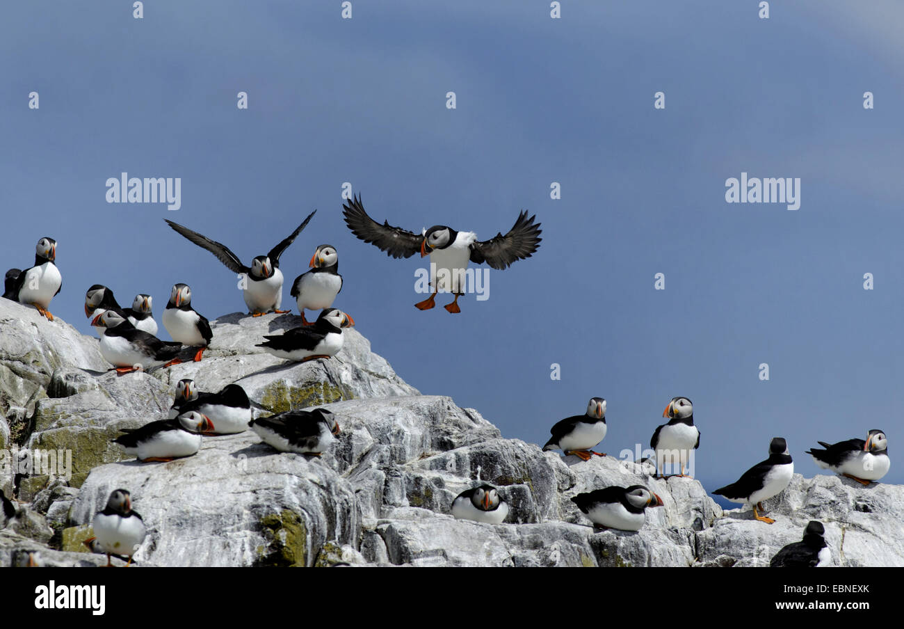 Atlantic puffin, Common puffin (Fratercula arctica), landing in a colony on a cliff, United Kingdom, England, Northumberland, Farne Islands Stock Photo