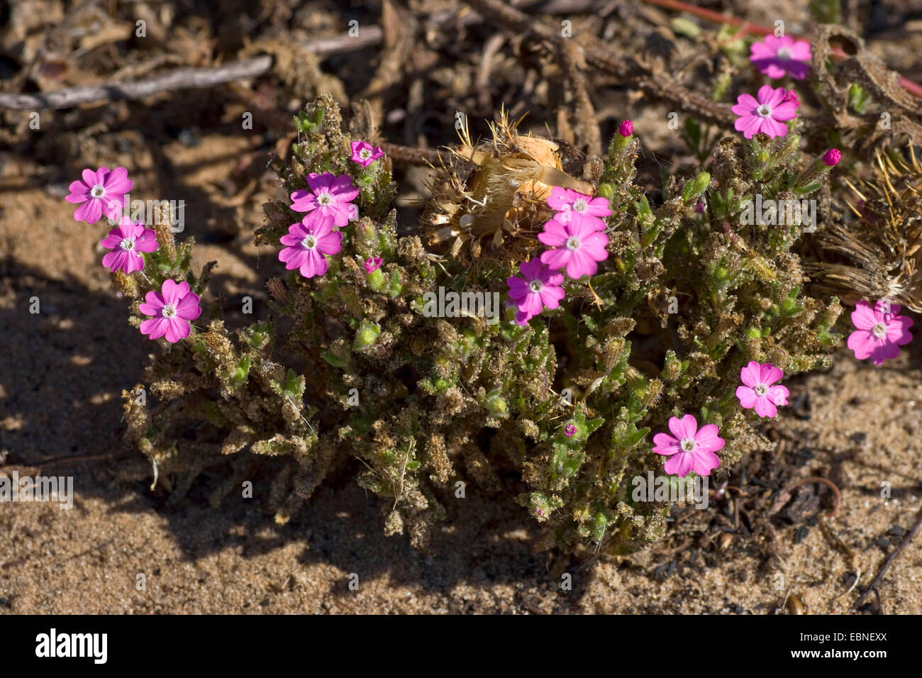 Shore Campion (Silene littorea), blooming, Portugal, Aljezur Stock ...