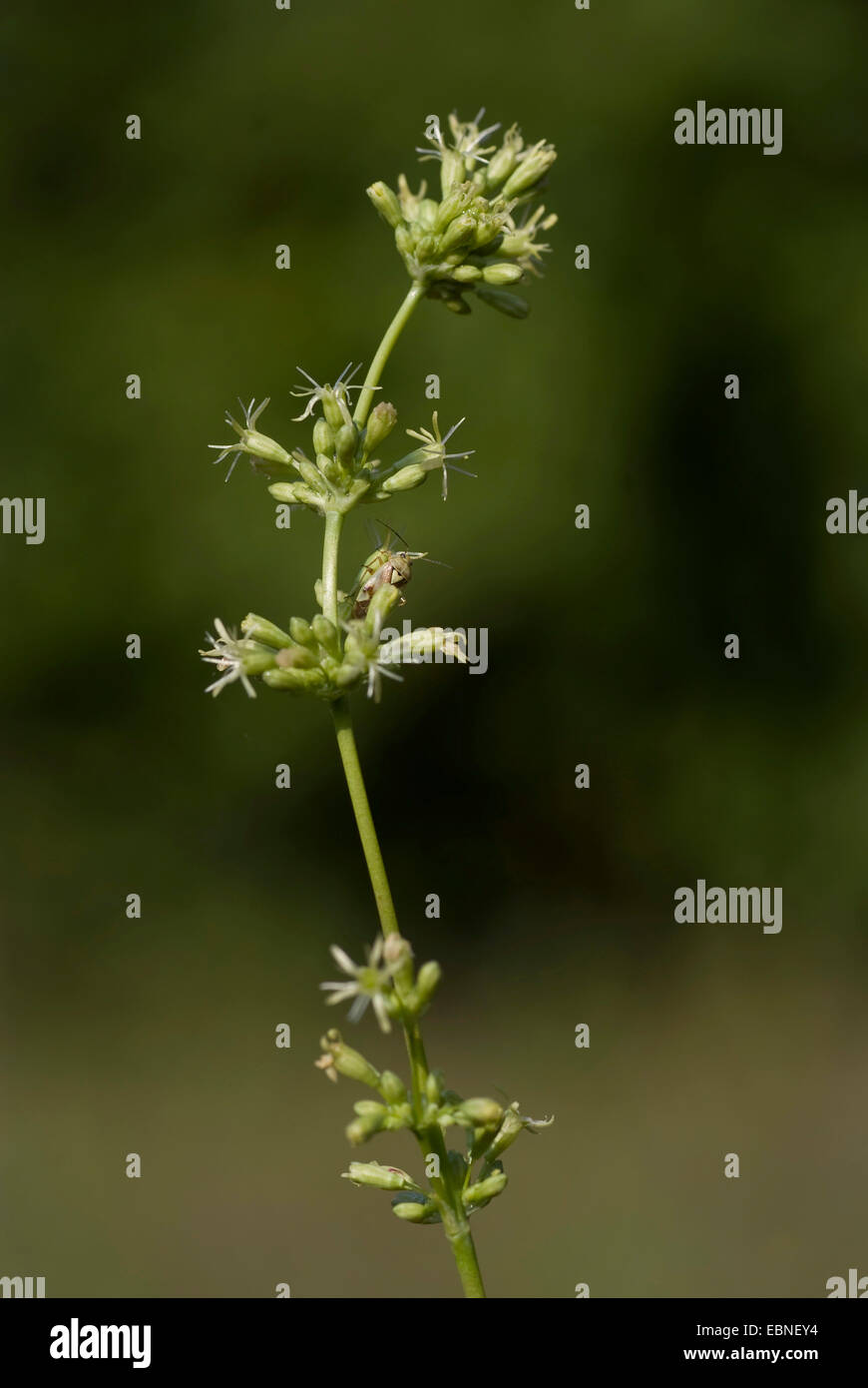 Spanish catchfly (Silene otites), inflorescence, Germany Stock Photo