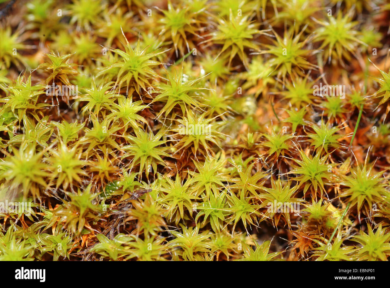 Twisted Moss (Tortula ruraliformis), Germany Stock Photo