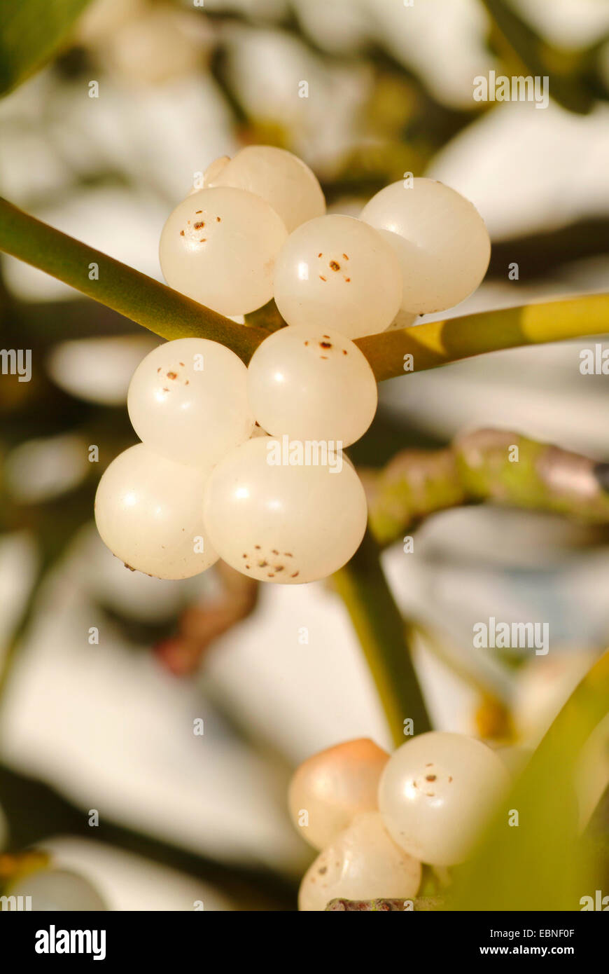 Viscum mistletoe (Viscum album subsp. album, Viscum album), berries, Germany ...
