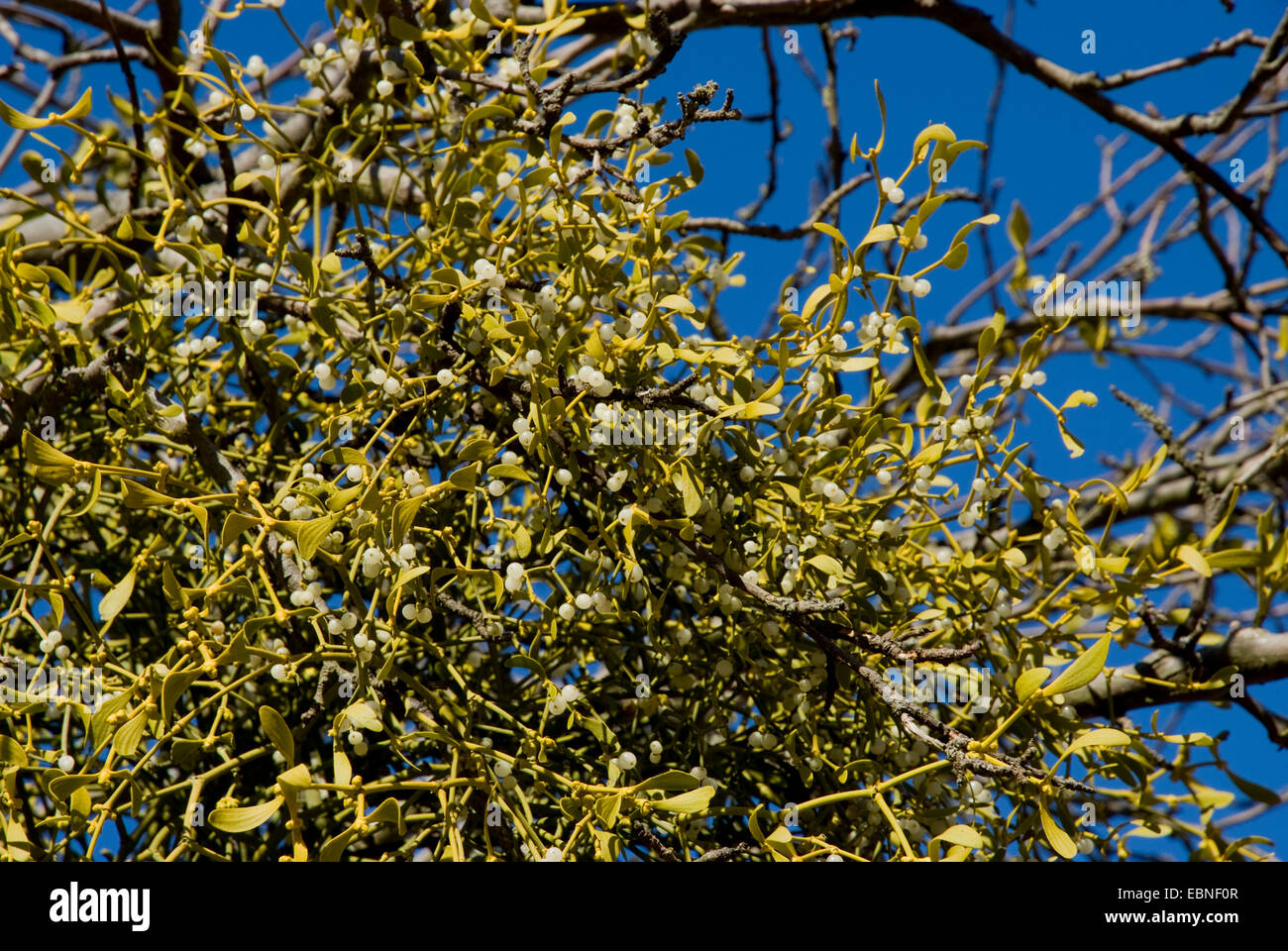 mistletoe (Viscum album subsp. album, Viscum album), with berries, Germany Stock Photo