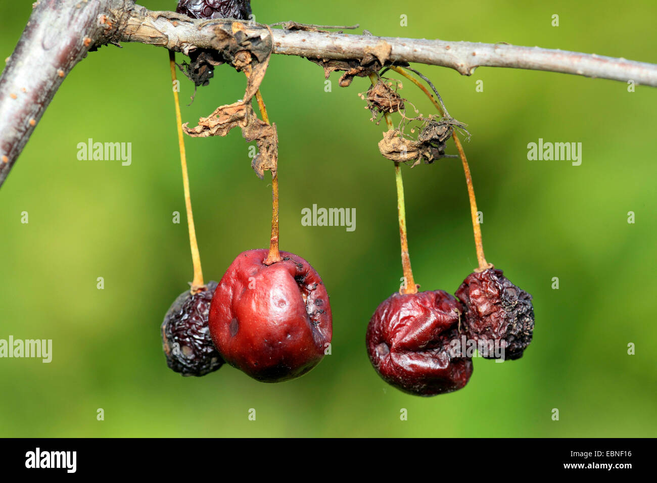 dwarf cherry, morello cherry, sour cherry (Prunus cerasus), cherries with damage bei Monilia laxa, Germany Stock Photo