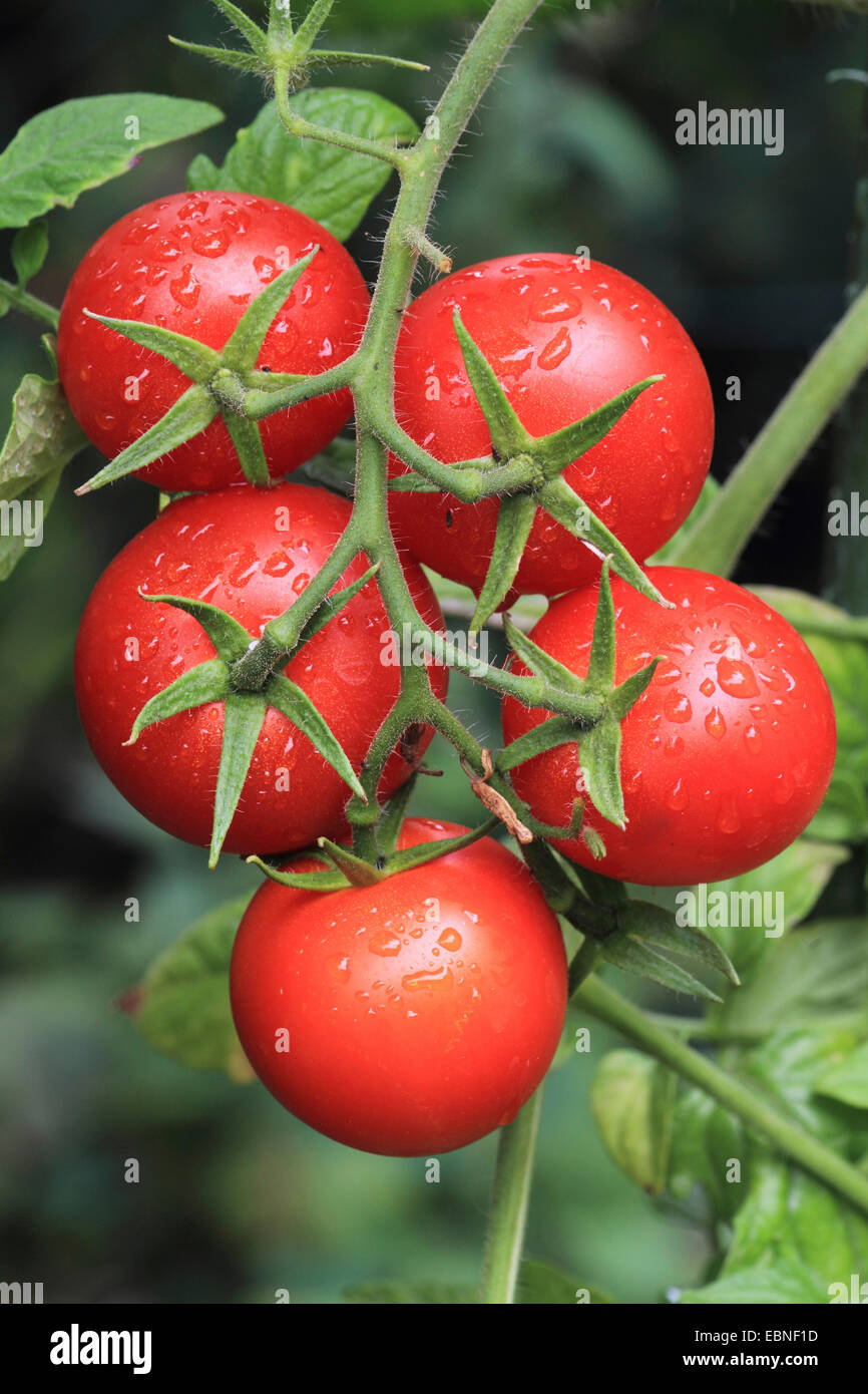 garden tomato (Solanum lycopersicum, Lycopersicon esculentum), cultivar Picolino, tomatoes in rain Stock Photo