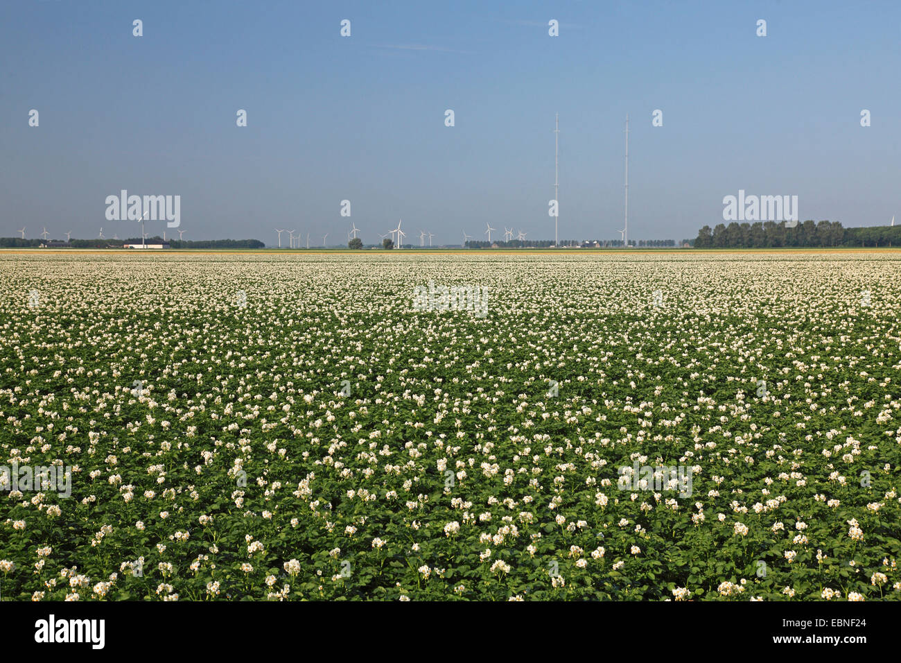 potato (Solanum tuberosum), flowering field, wind turbines in the backgrounds, Netherlands, Flevoland Stock Photo