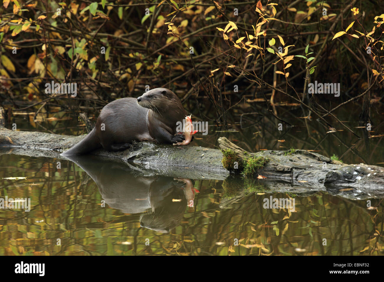 European river otter, European Otter, Eurasian Otter (Lutra lutra), eating fish on a tree trunk in a pond, Germany, Saxony Stock Photo