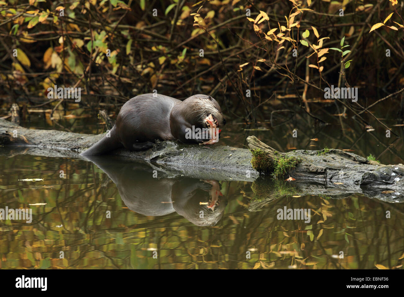 European river otter, European Otter, Eurasian Otter (Lutra lutra), eating fish on a tree trunk at the water surface, Germany, Saxony Stock Photo