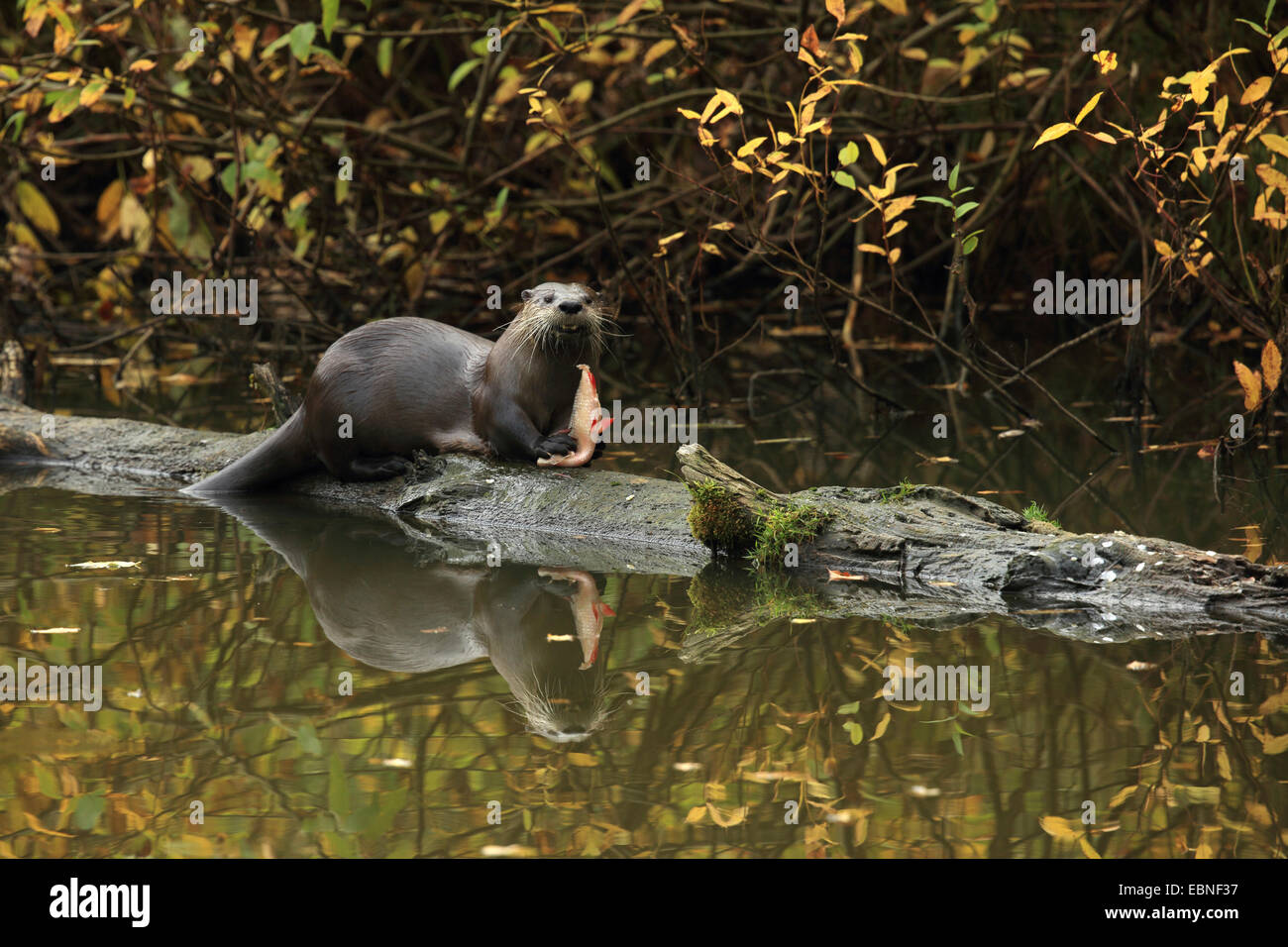 European river otter, European Otter, Eurasian Otter (Lutra lutra), eating fish on a tree trunk lying in the water, Germany, Saxony Stock Photo