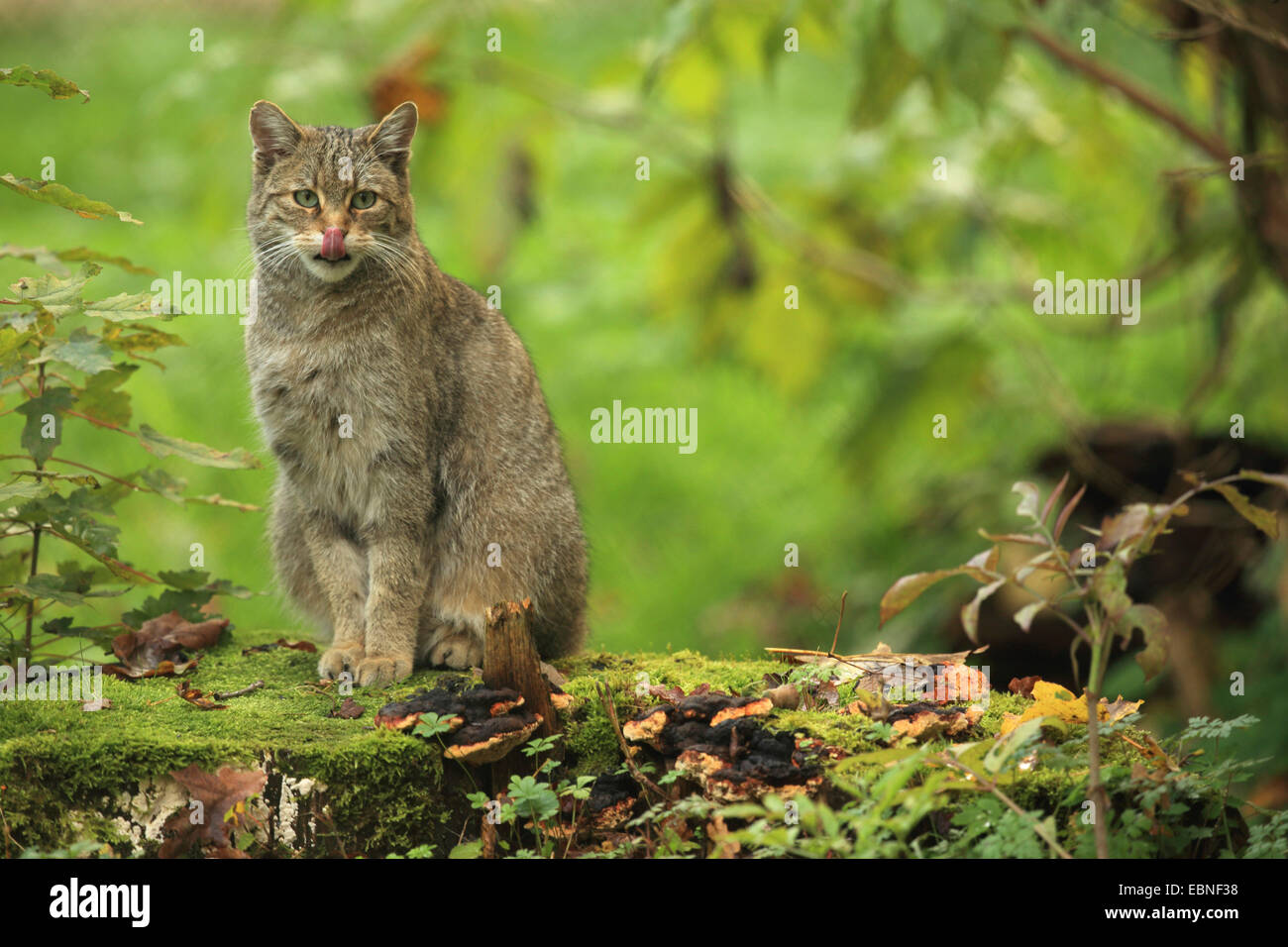 European wildcat, forest wildcat (Felis silvestris silvestris), sitting on mossy forest ground and licking its nose, Germany, Bavaria Stock Photo