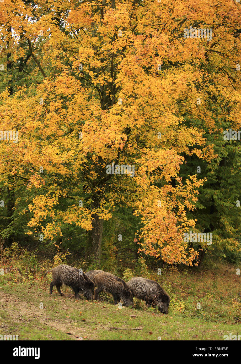 wild boar, pig, wild boar (Sus scrofa), pack in autumn, eating on a clearing, Germany, Baden-Wuerttemberg Stock Photo