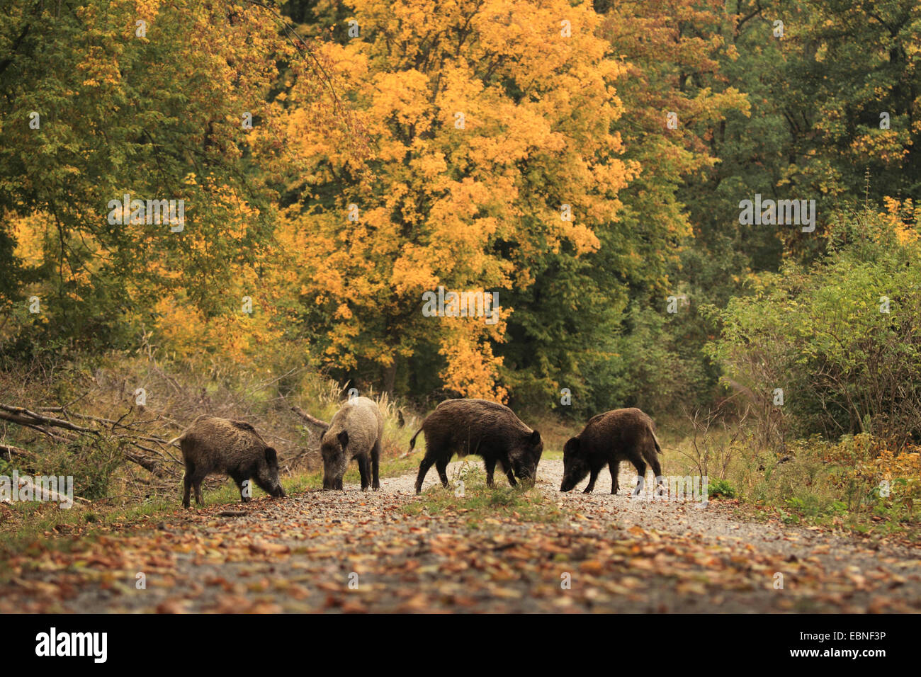 wild boar, pig, wild boar (Sus scrofa), vier wild boars on a forest path in autumn, Germany, Baden-Wuerttemberg Stock Photo