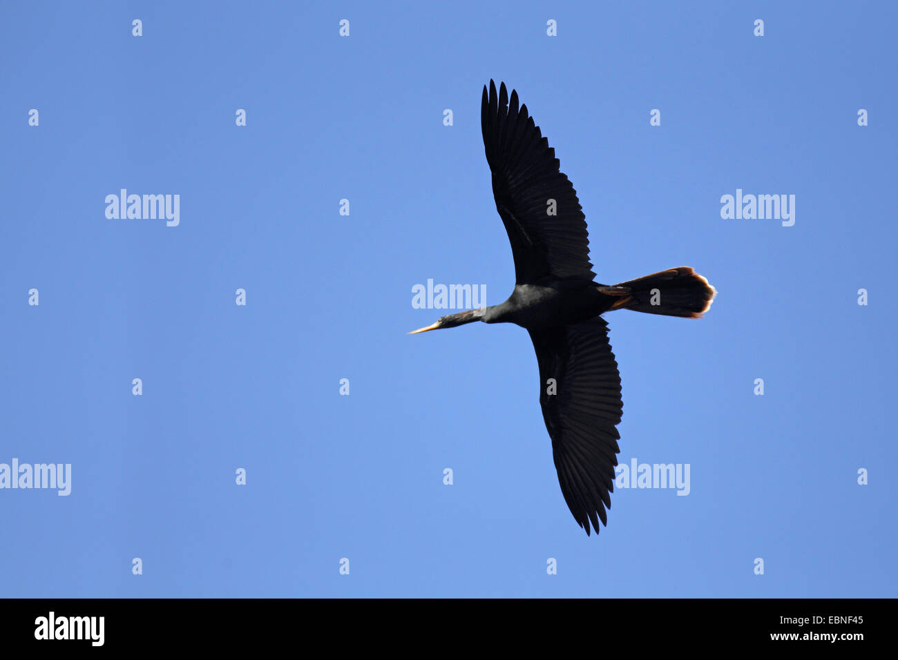 American darter (Anhinga anhinga), male flying, USA, Florida Stock Photo