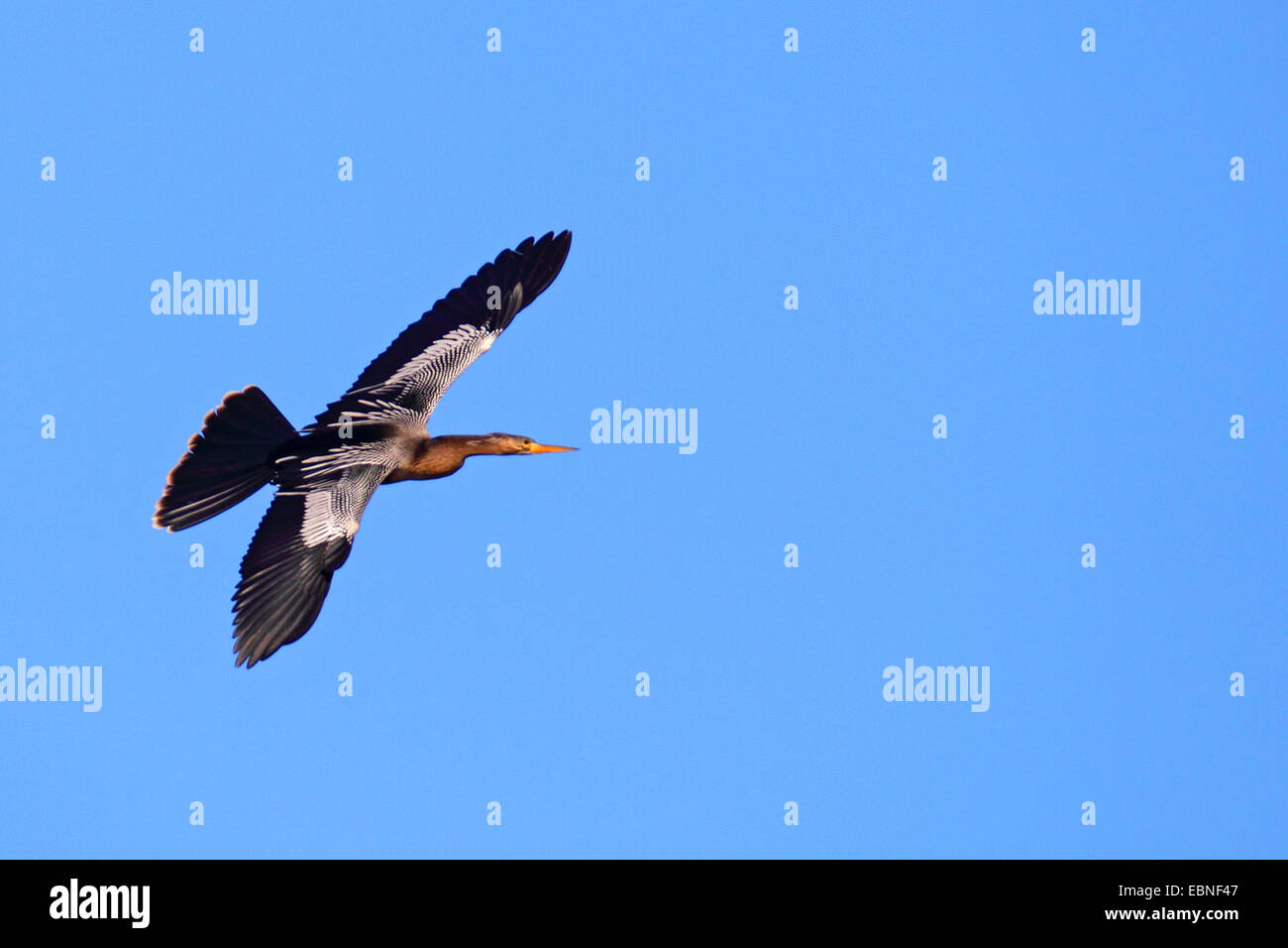 American darter (Anhinga anhinga), male flying, USA, Florida Stock Photo