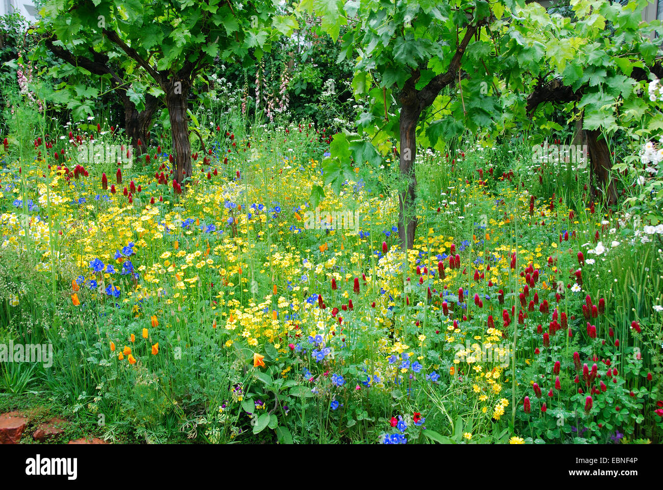 Annual wildflowers beneath vines, Fetzer Vineyards' Sustainable Winery Show Garden, RHS Chelsea Flower Show 2007, London, UK. Stock Photo