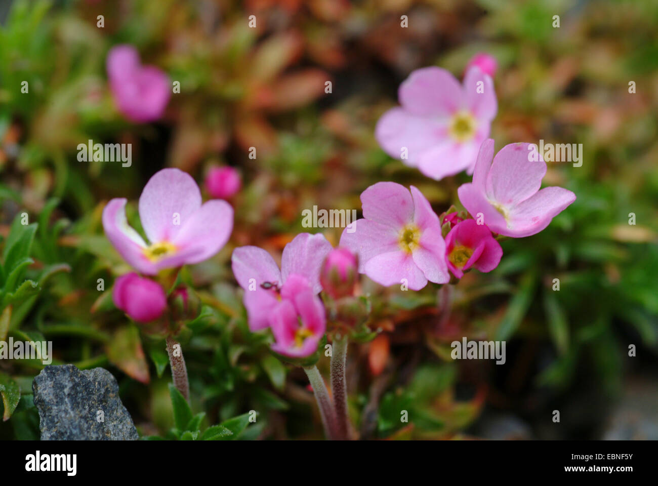 Pink Rock-jasmine (Androsace carnea), blooming Stock Photo