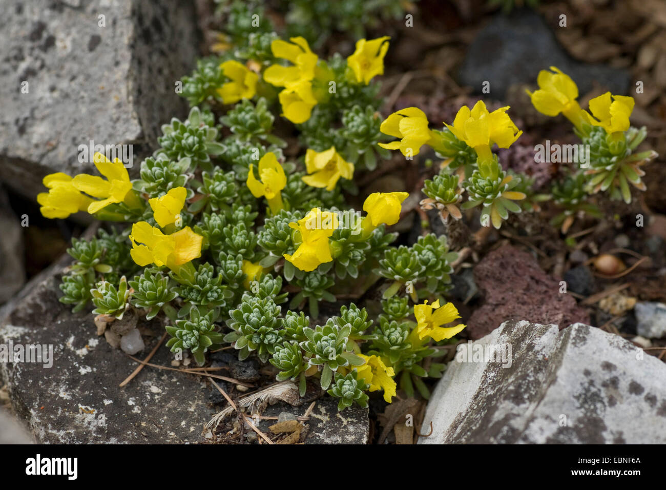 Golden Primrose, Golden Primula (Vitaliana primulifolia, Androsace vitaliana), blooming Stock Photo