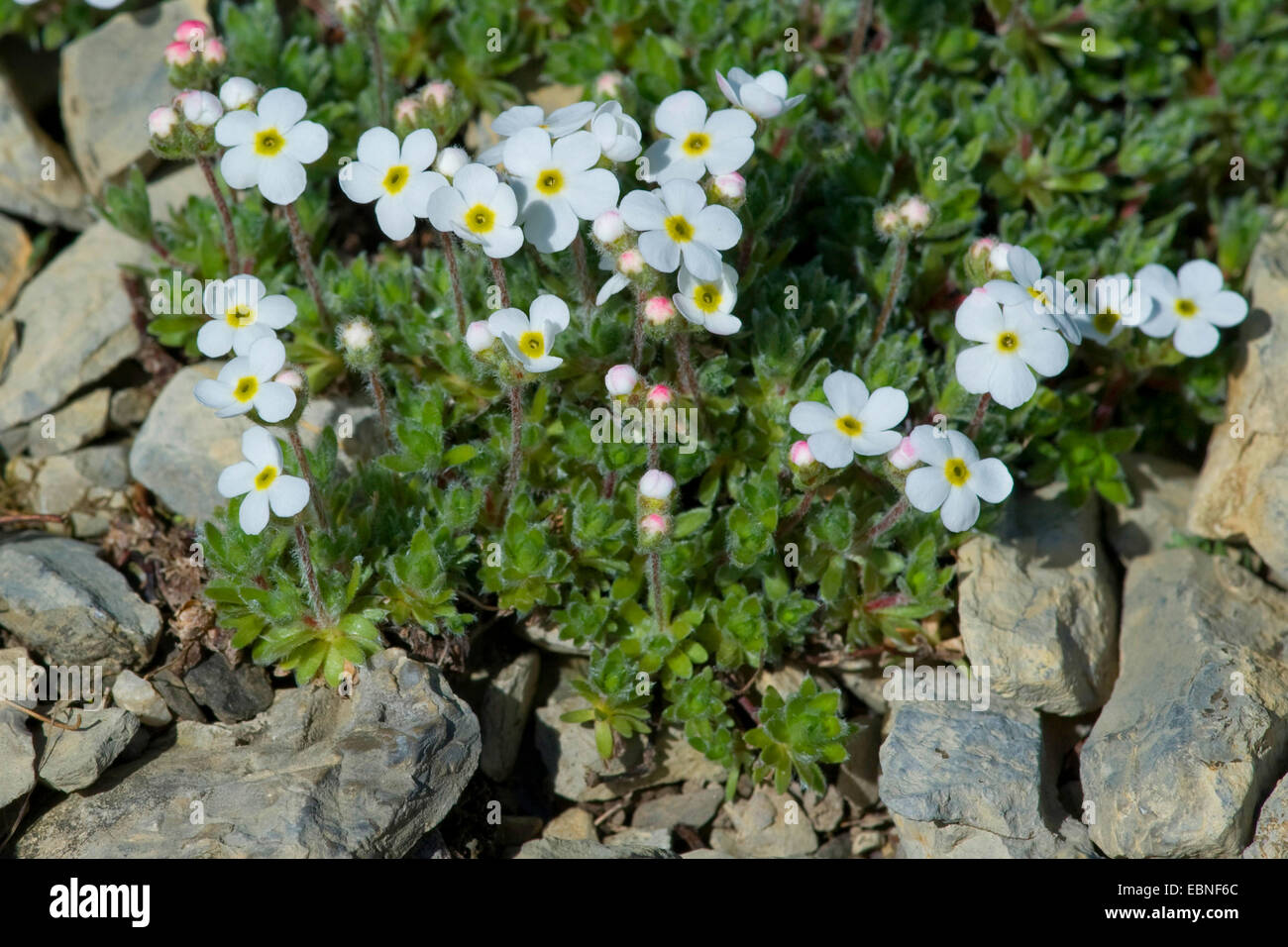 Woolly Rock Jasmine (Androsace villosa), blooming, Switzerland, Schynige Platte Stock Photo