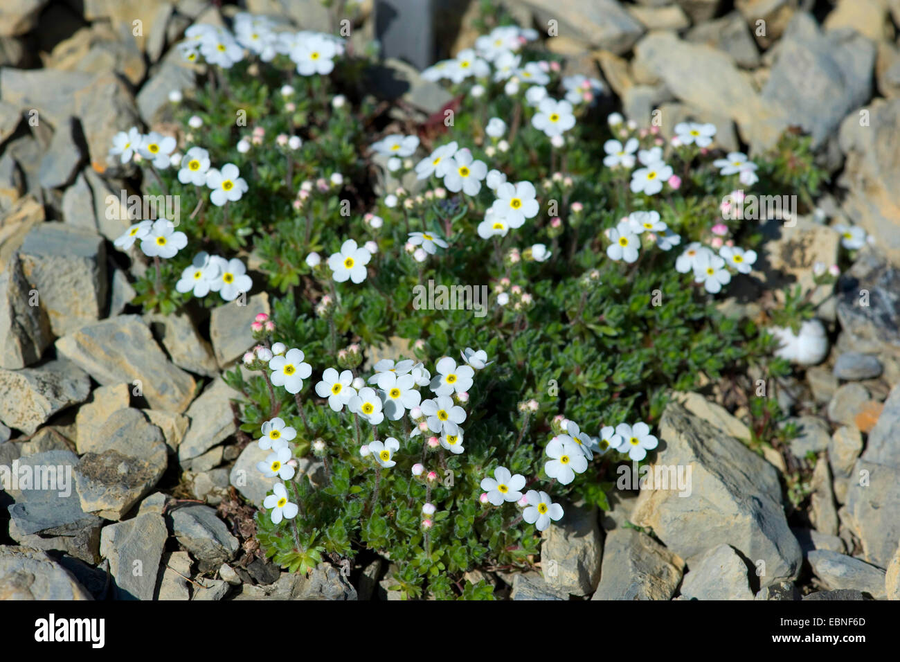 Woolly Rock Jasmine (Androsace villosa), blooming, Switzerland, Schynige Platte Stock Photo