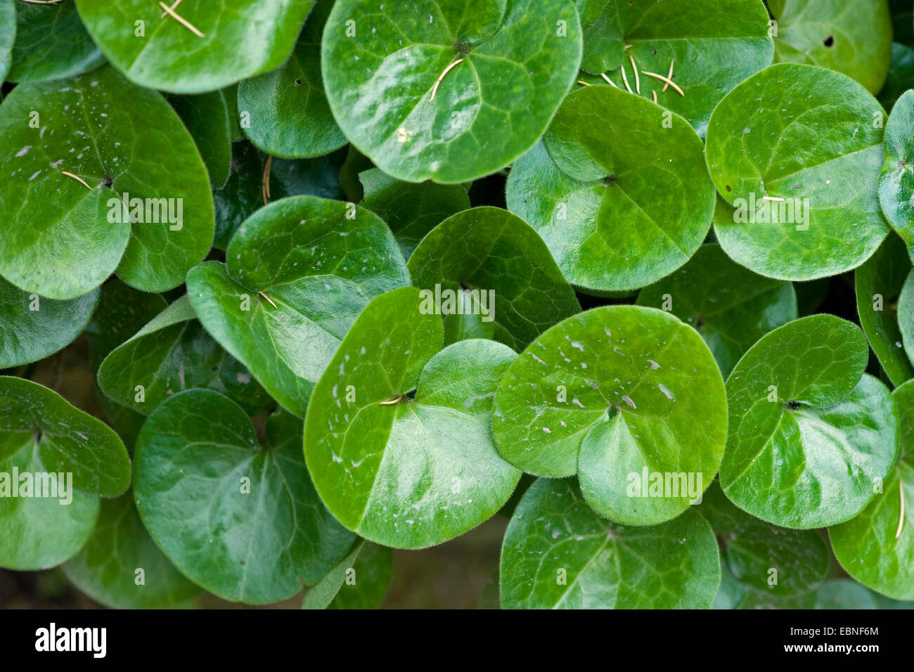 asarabacca (Asarum europaeum), leaves, Germany Stock Photo