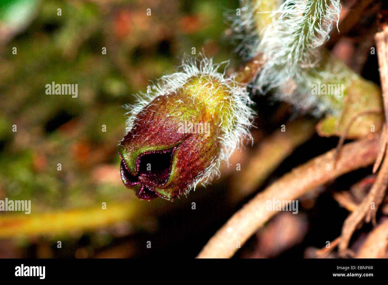asarabacca (Asarum europaeum), flower, Germany Stock Photo - Alamy