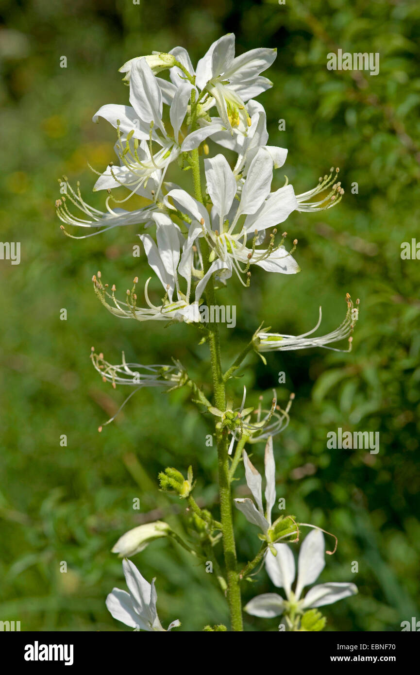 burning bush, Dittany (Dictamnus albus), with white flowers, Germany Stock Photo