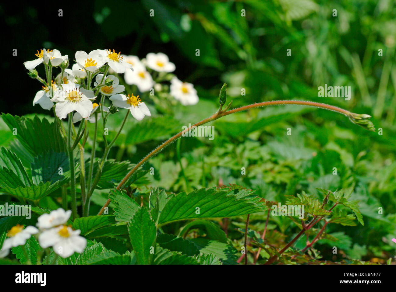 Hautbois strawberry, Musk strawberry (Fragaria moschata), blooming, with stolon, Germany Stock Photo