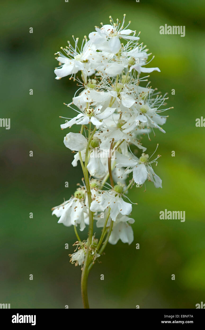 dropwort (Filipendula vulgaris), inflorescence, Germany Stock Photo