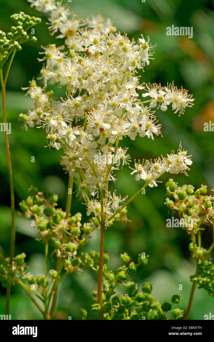 Meadowsweet Queen of the meadow Filipendula Ulmaria Inflorescence meadowsweet-queen-of-the-meadow-filipendula-ulmaria-inflorescence