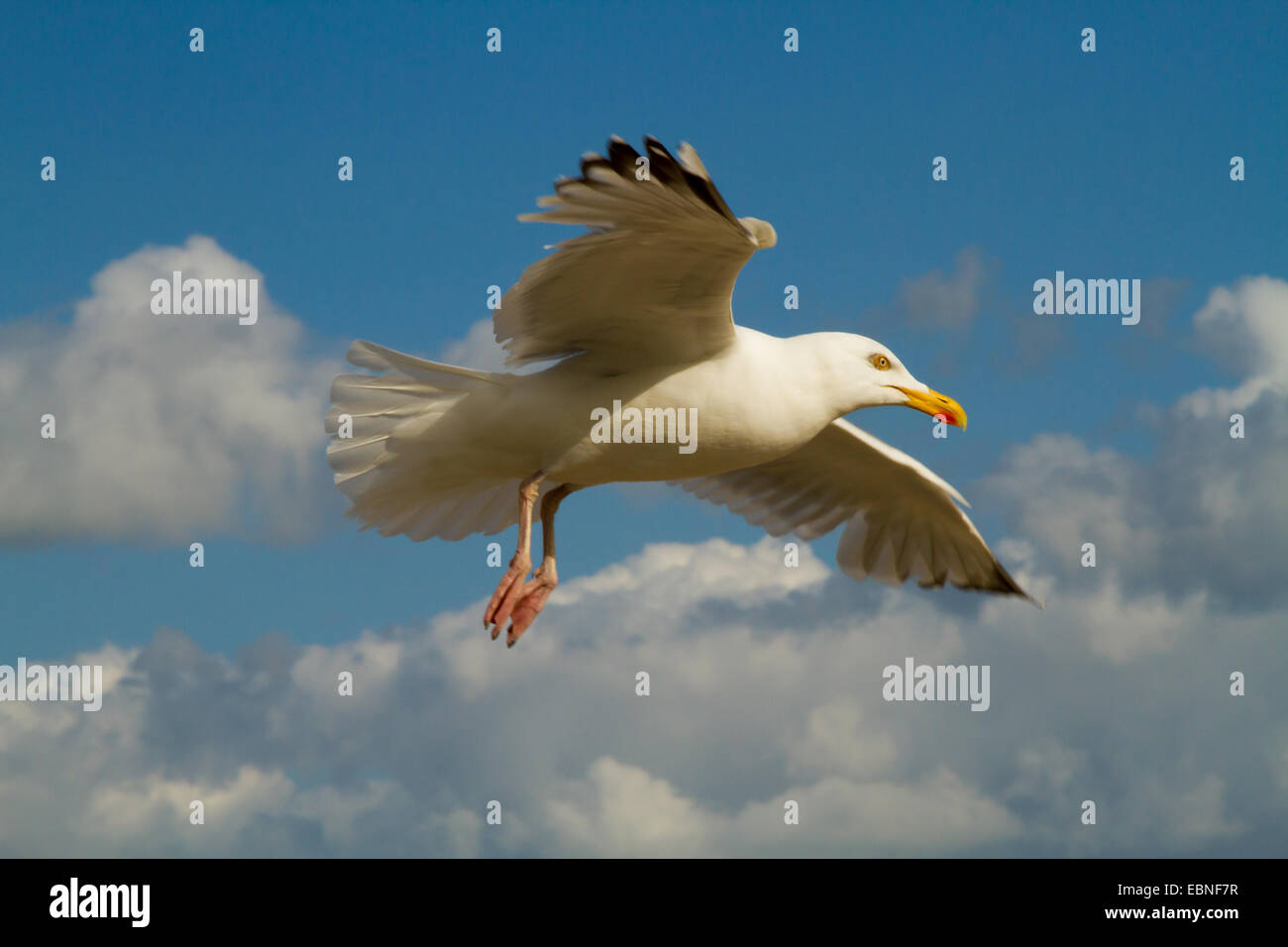 Seagull in flight against clouds and blue sky Stock Photo - Alamy