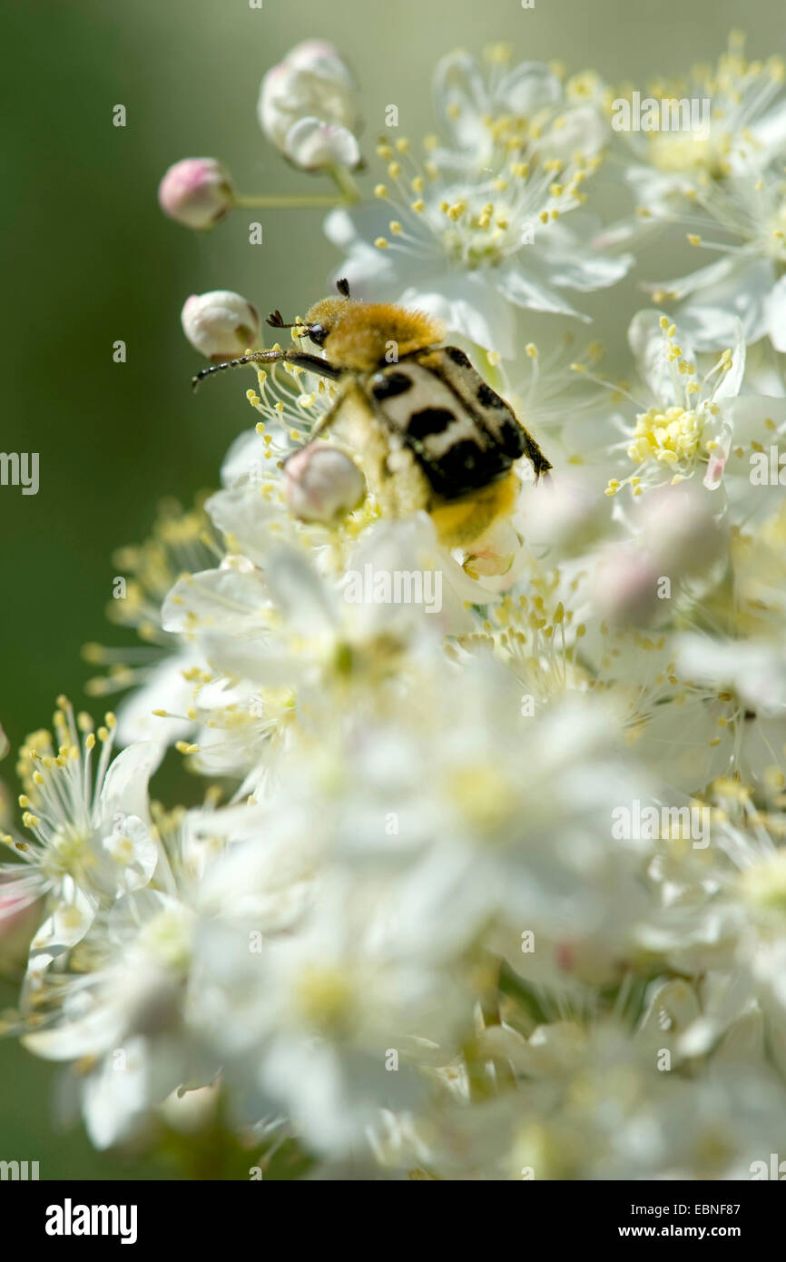 dropwort (Filipendula vulgaris), flowers with bee chafer, Germany Stock Photo