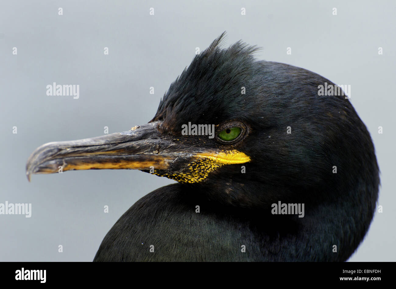 shag (Phalacrocorax aristotelis), portrait, United Kingdom, England, Northumberland, Farne Islands Stock Photo