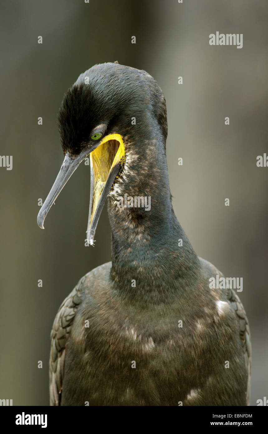 shag (Phalacrocorax aristotelis), calling, United Kingdom, England, Northumberland, Farne Islands Stock Photo