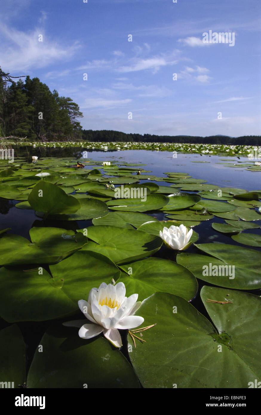 white water-lily, white pond lily (Nymphaea alba), flowering water-lilies on a lake, United Kingdom, Scotland, Cairngorms National Park Stock Photo
