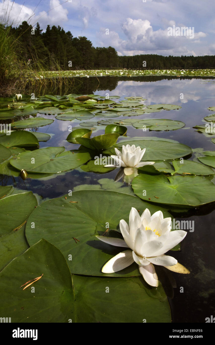 white water-lily, white pond lily (Nymphaea alba), flowering water-lilies on a lake, United Kingdom, Scotland, Cairngorms National Park Stock Photo