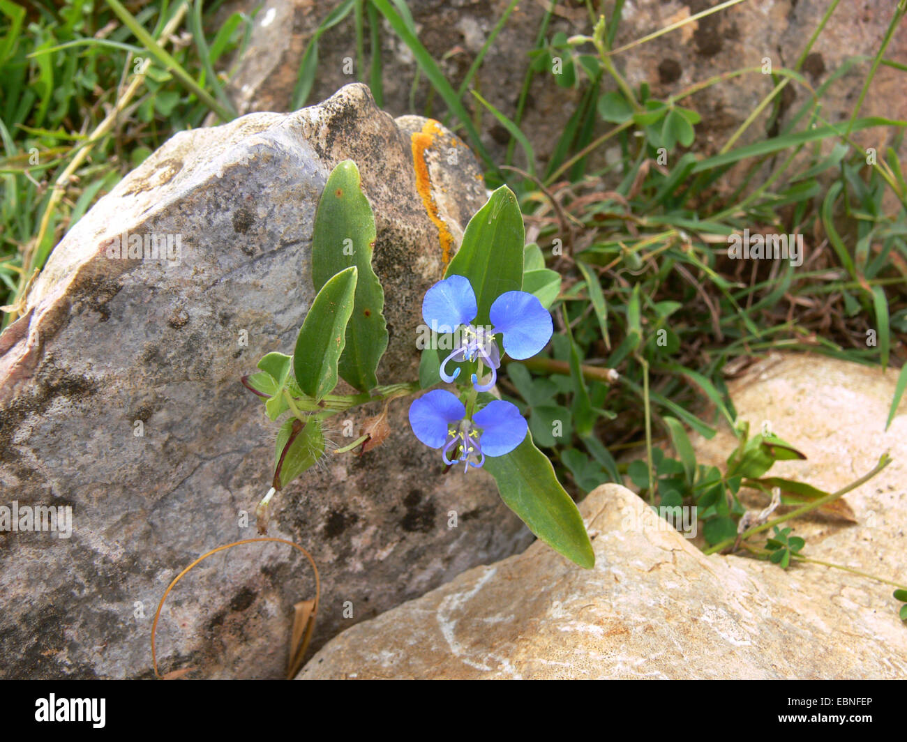 Asiatic dayflower, common dayflower (Commelina communis), blooming plant, Yemen, Socotra Stock Photo