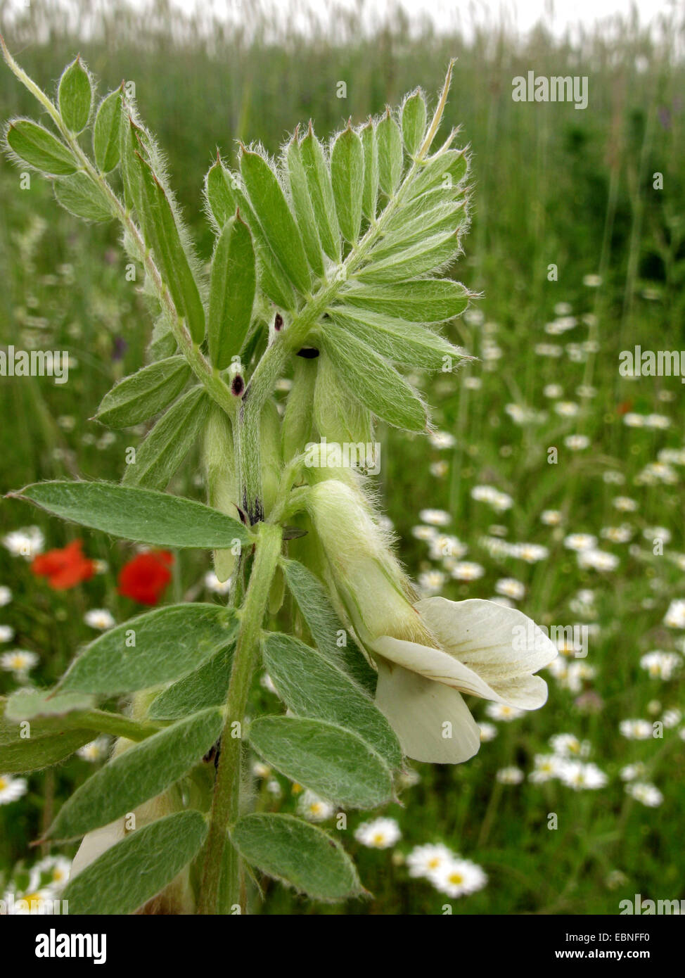 hungarian vetch (Vicia pannonica), blooming, Germany Stock Photo