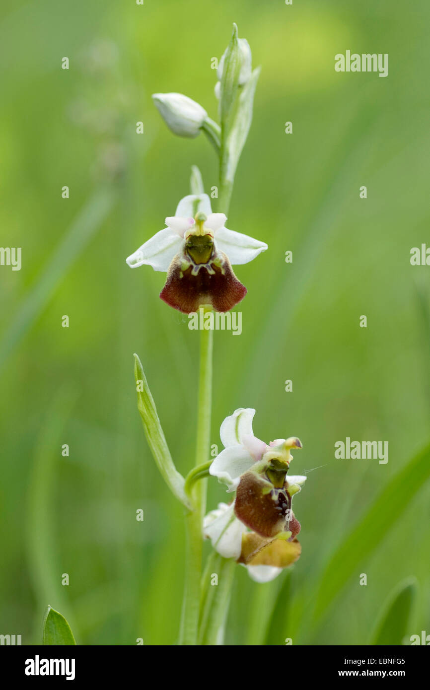 later spider orchid (Ophrys holoserica, Ophrys holosericea), flower, Germany Stock Photo